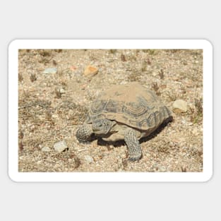 Desert Tortoise, Turtle, Reptiles, Wildlife, Reptilian, Gifts Sticker